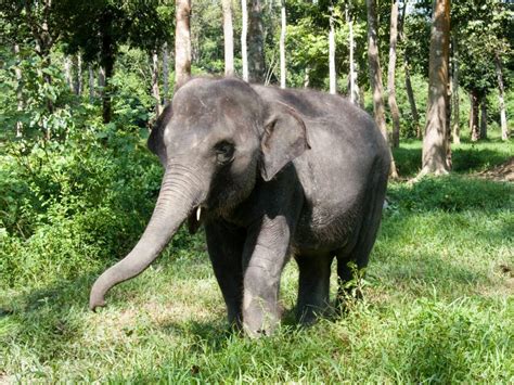 elephants shape their environment in malaysia